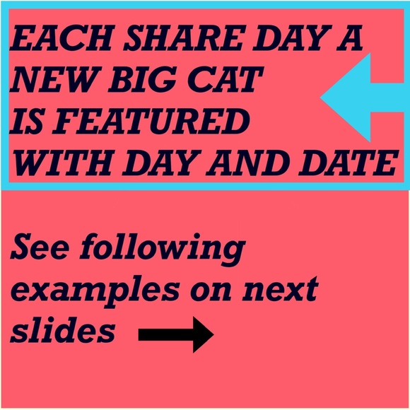 BIG CAT SHARE GROUP INFORMATION - Picture 2 of 6